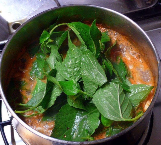 Hạt Giống Bạc Hà Cây Thái Lan ( Thailand Tree Basil Seed)