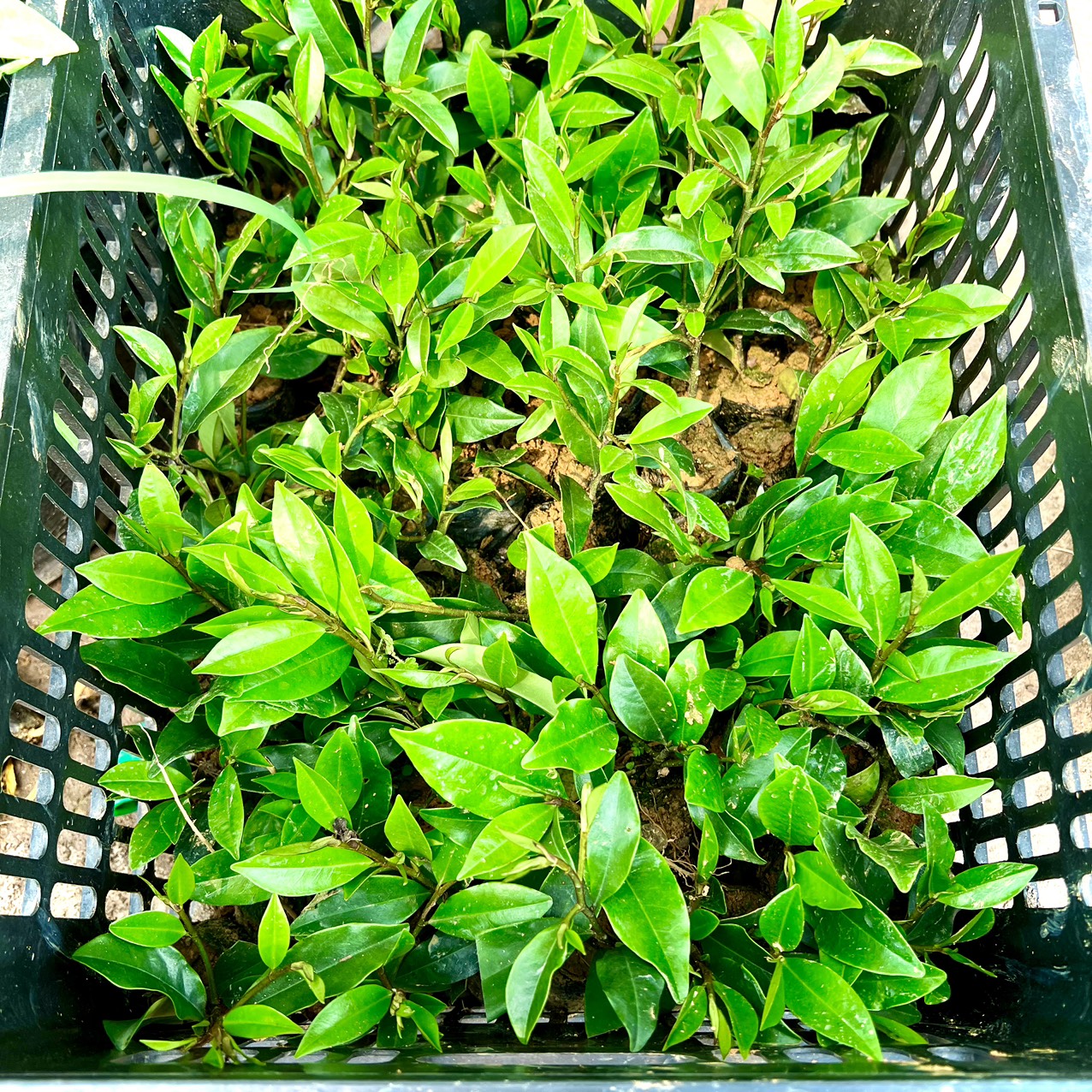 Cây giống hoa lan tiêu (hàm tiếu) hoa thơm ngát (ảnh thật số 2)
