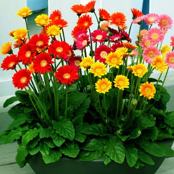 Túi 10 Hạt giống hoa đồng tiền  mix