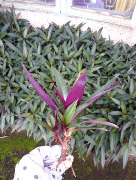 Cây lẻ bạn (cây sò huyết) trồng chậu hoặc trồng viền, cây nấu nước sâm