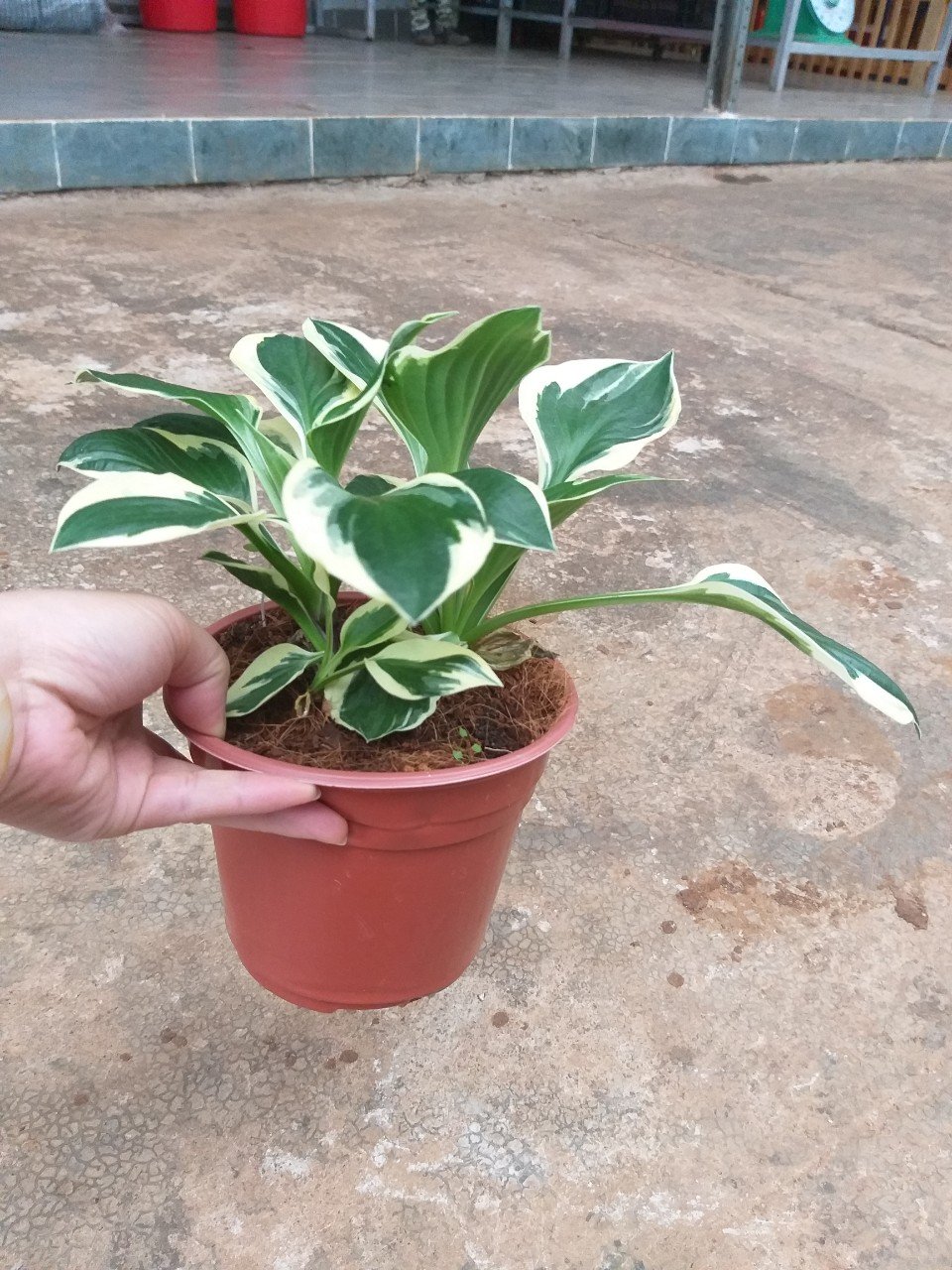 Thiên niên kiện- hosta