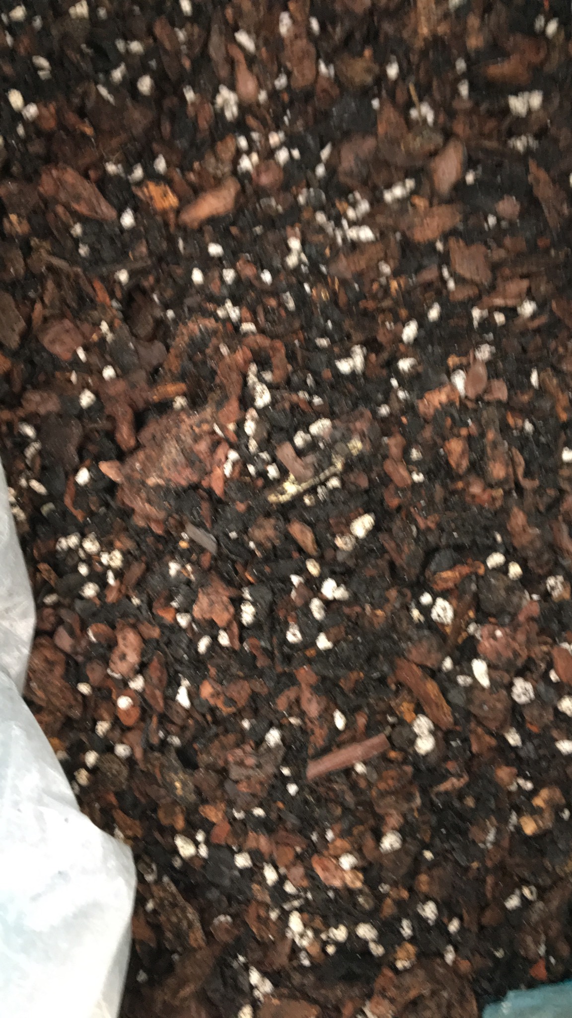 Giá thể trồng Kiếm gói 1 kg