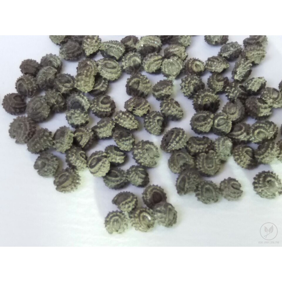 [HCM]Gói 20 hạt giống sương sâm lông - Tiliacora triandra