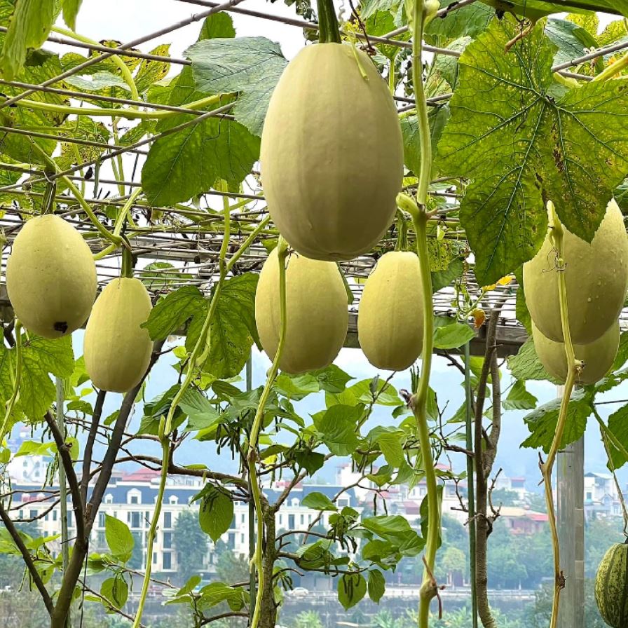Hạt Giống Bí Mì Sợi F1 - Gói 5 Hạt