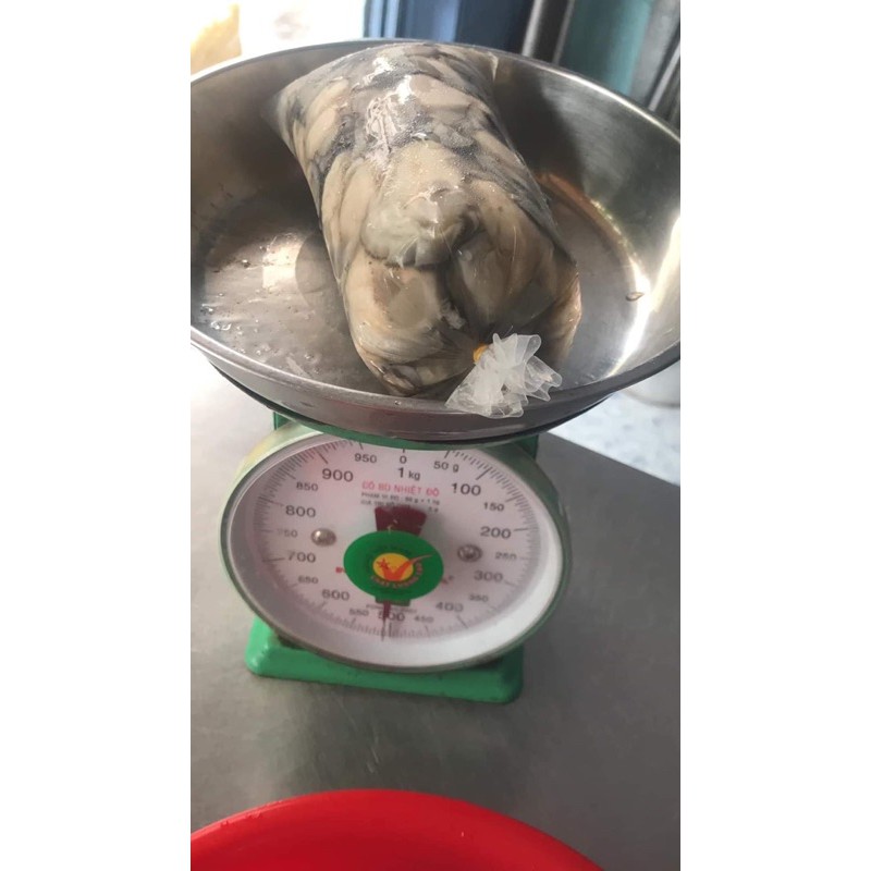 Hào sữa tách vỏ 500g Luôn nước  (giao Hoả tốc tphcm)