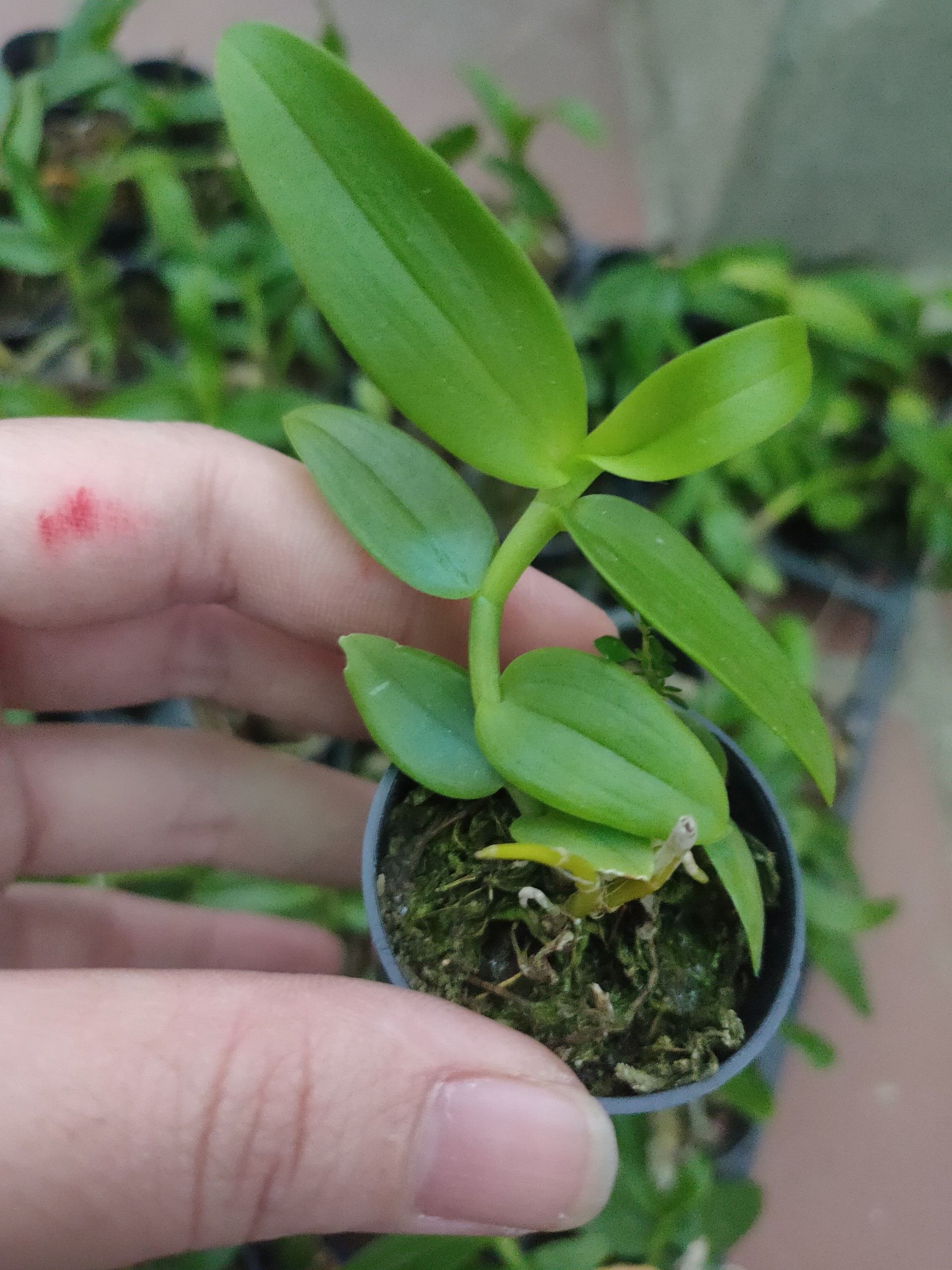 Phi điệp hồng tuyền giống