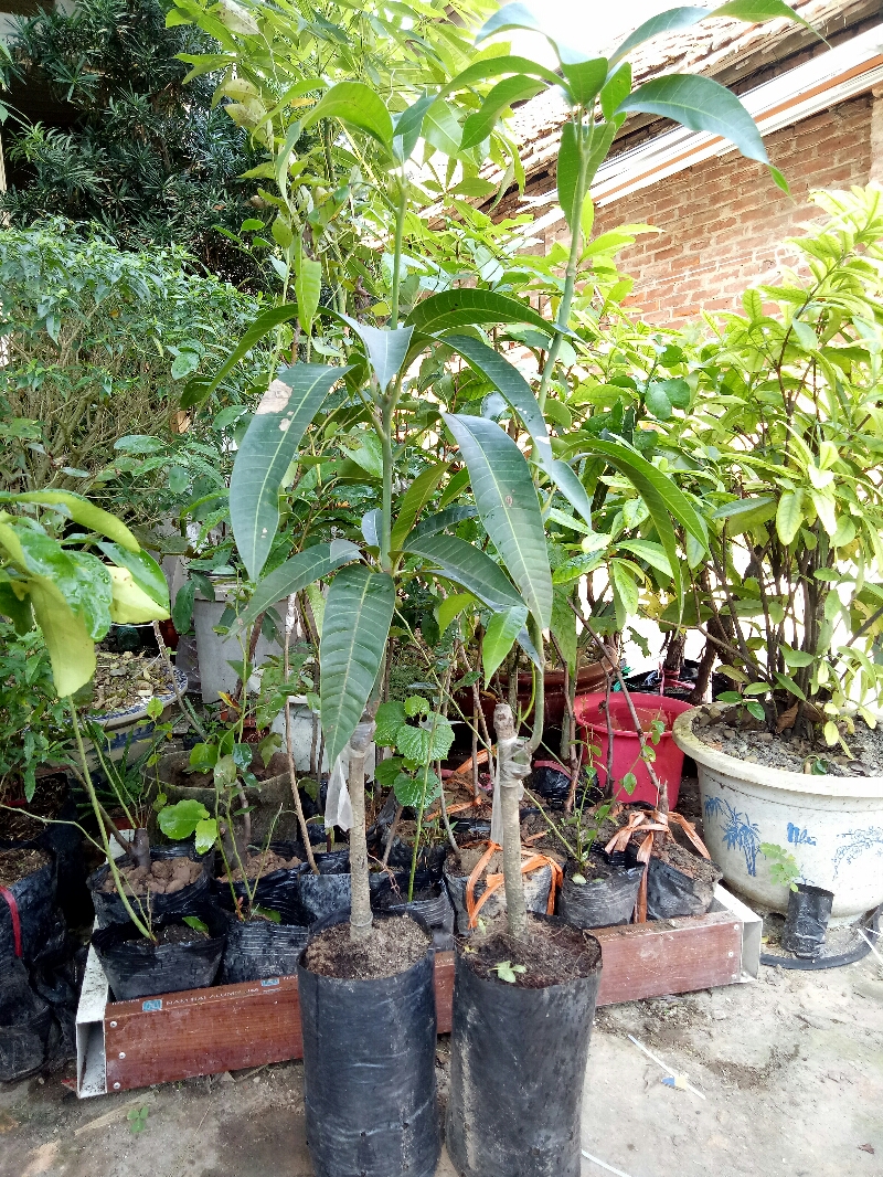 combo 2 cây xoài ngọc vân