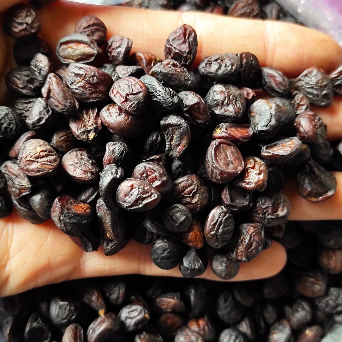 hạt dổi rừng tây bắc loại 1