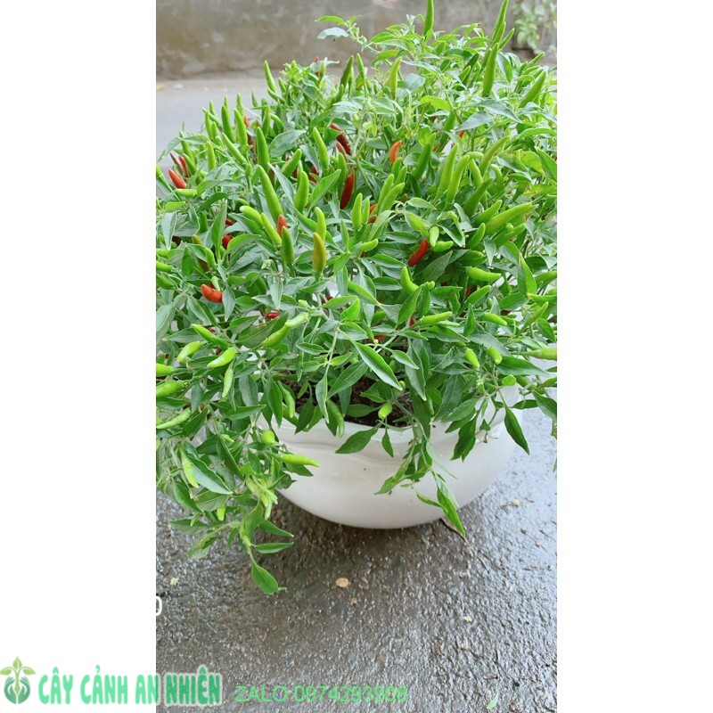 Chậu cây ớt hiểm