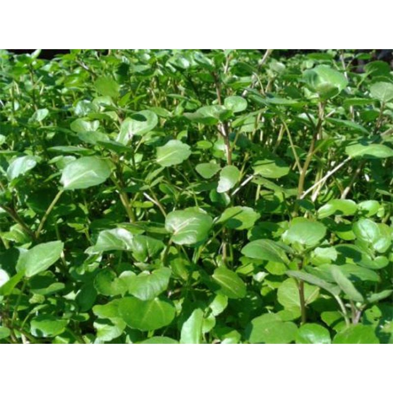 1000h- hạt giống xà lách cải xoong