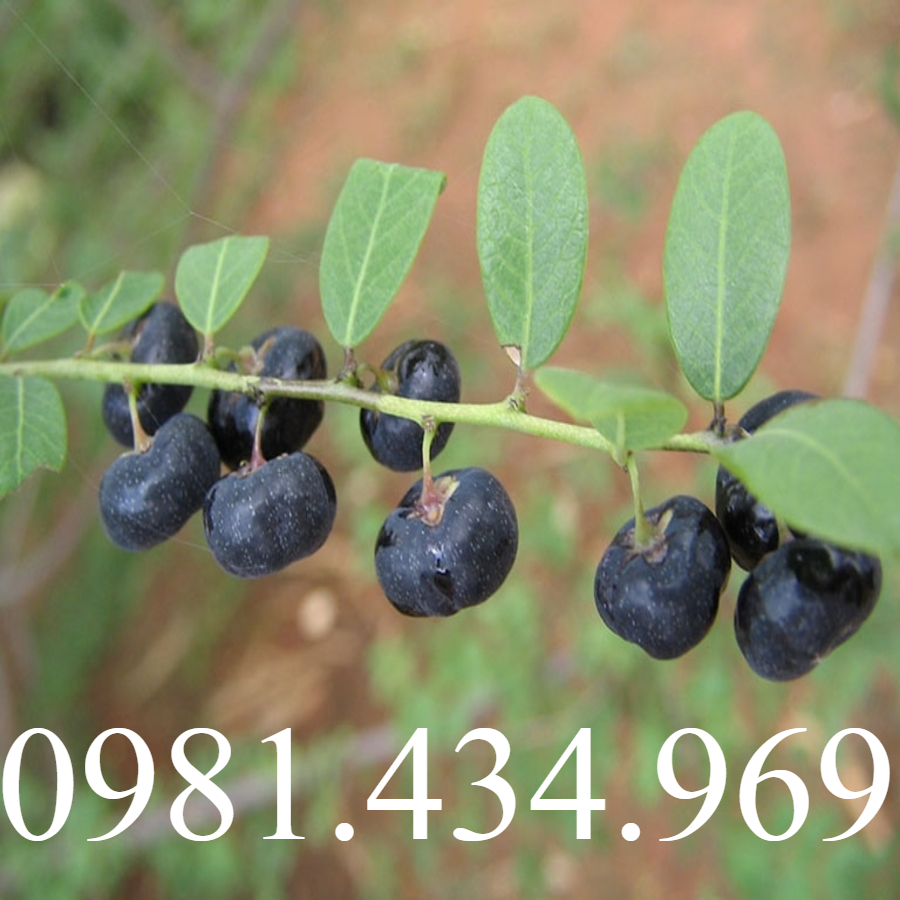 1KG Cây mực (phèn đen) – EG206