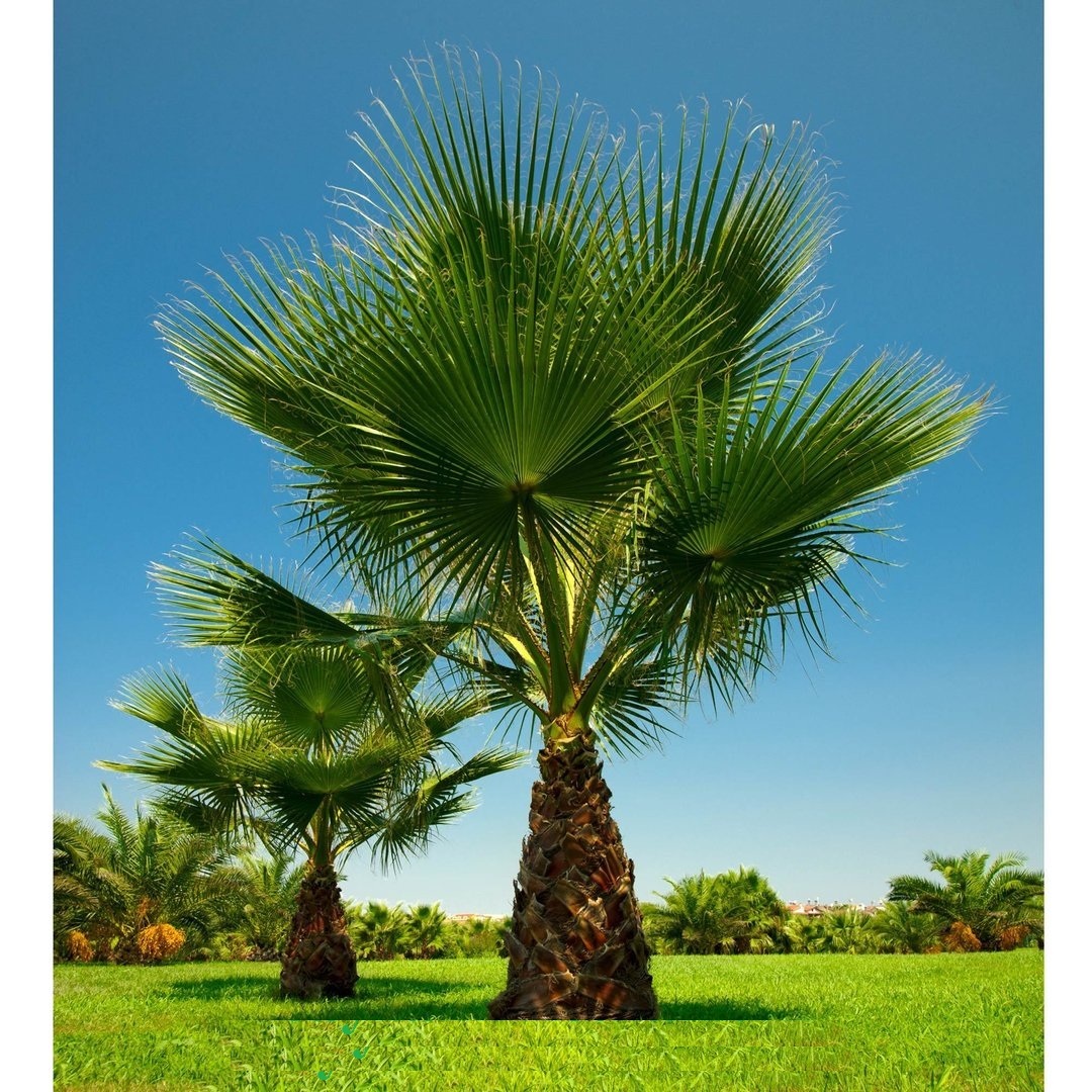 Hạt giống cây cọ mỹ ( Pritchardia filifera ) - gói 5 hạt