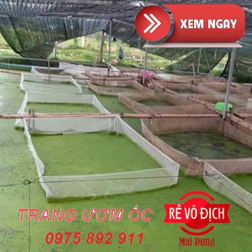 tráng nuôi ốc nhồi ,lồng nuôi cá