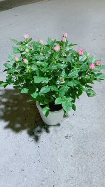 Chậu Hoa Hồng Màu Hồng