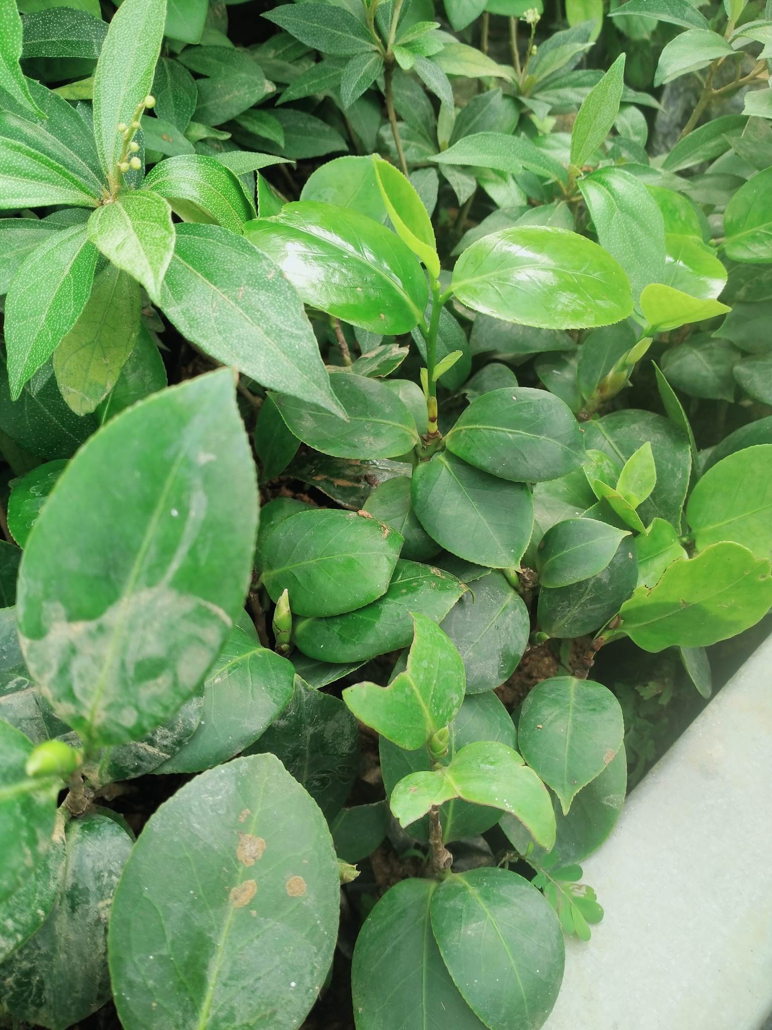 [Cây dược liệu] Cây giống hoa Trà Mi