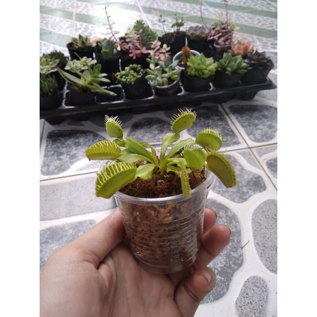 Cây bẫy kẹp con , bẫy ruồi non mới mọc