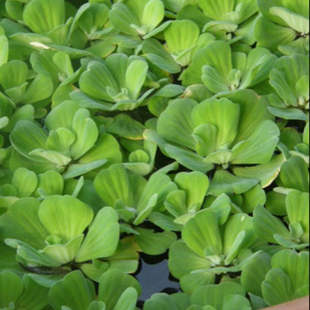 cây bèo cái (bèo tai tượng) thủy sinh -cây size nhỡ