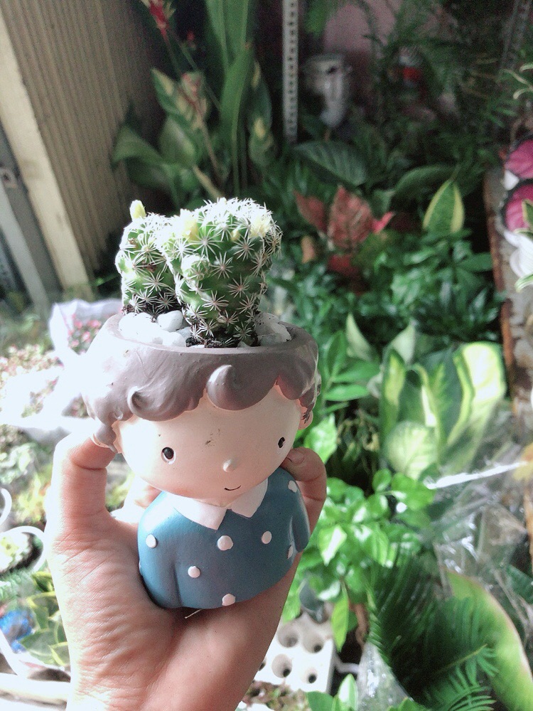 Chậu Xương Rồng Trứng Chim