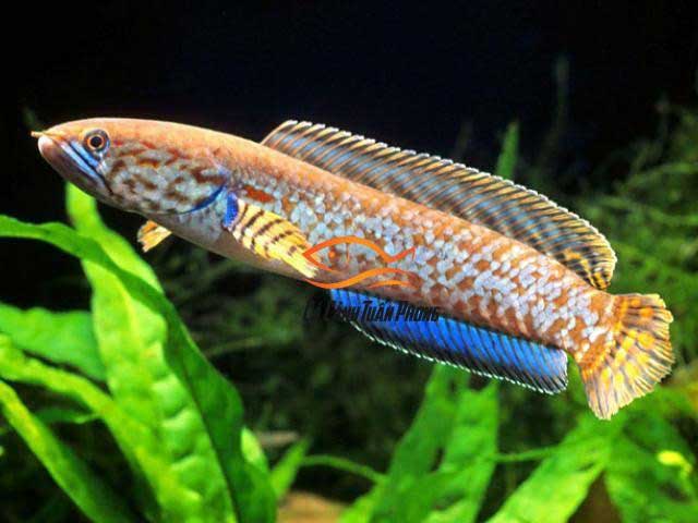 Fishton Water Treatment Microorganisms Quickly Clean Water and Eliminate Fishy Odors from Channa, Dragonfish, and Red Snapper.