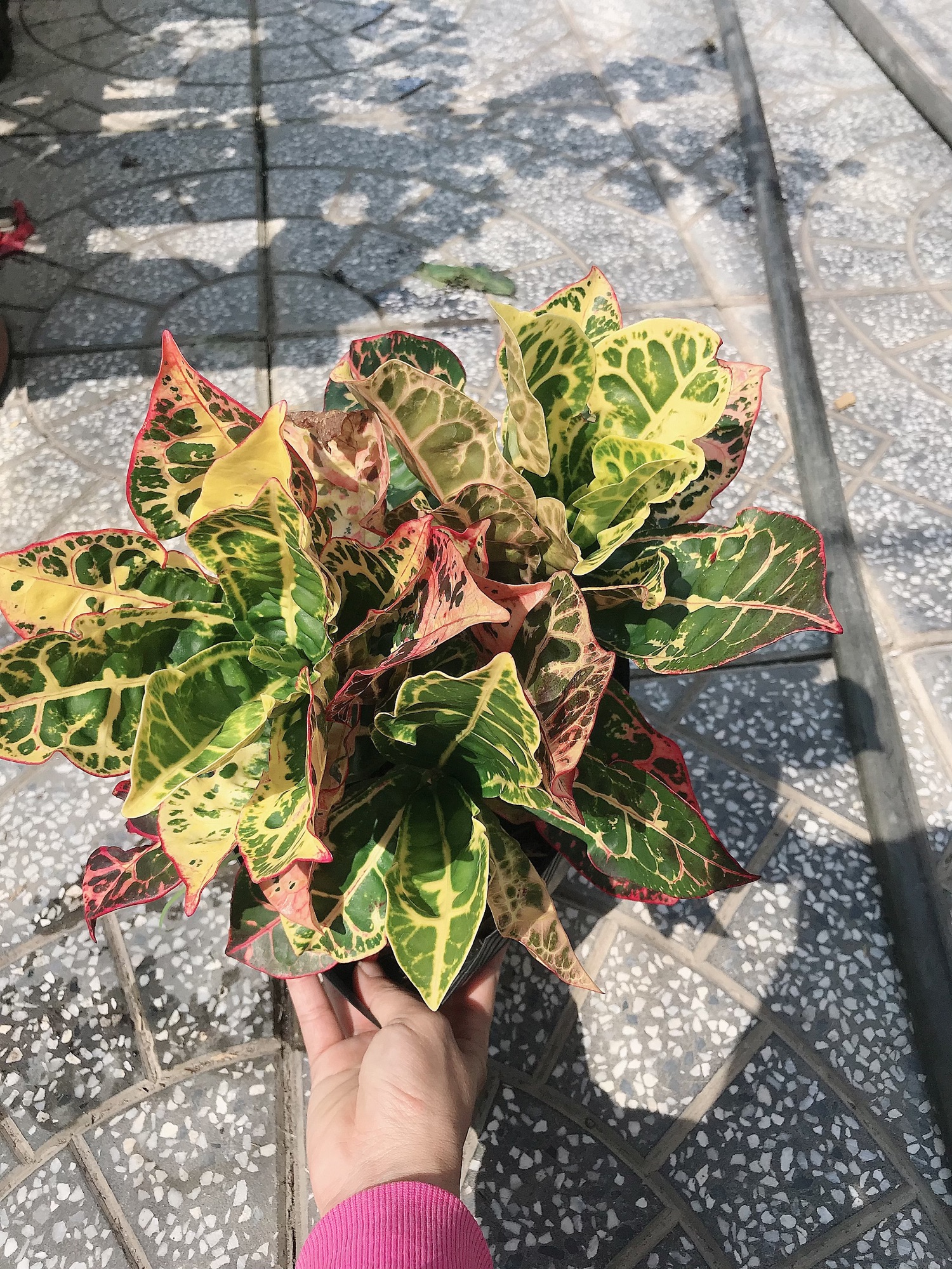 Combo 2 cây lá màu cao cấp + tặng phân bón
