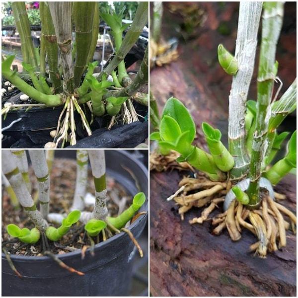 Kích Mầm, chồi, hoa KEIKI DUY