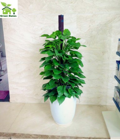 CHẬU CÂY VẠN NIÊN THANH LEO
