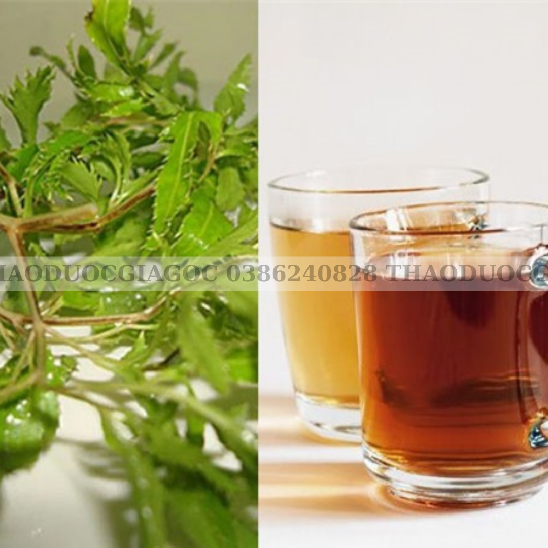 lá đinh lăng nếp loại siêu ngon 500gr