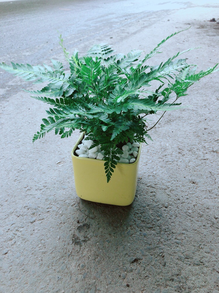 Chậu Cây Dương Sỉ