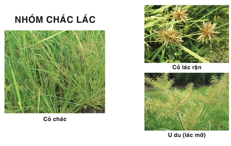 Thuốc trừ cỏ ngô (bắp) Welkin Gold 800WP 5g