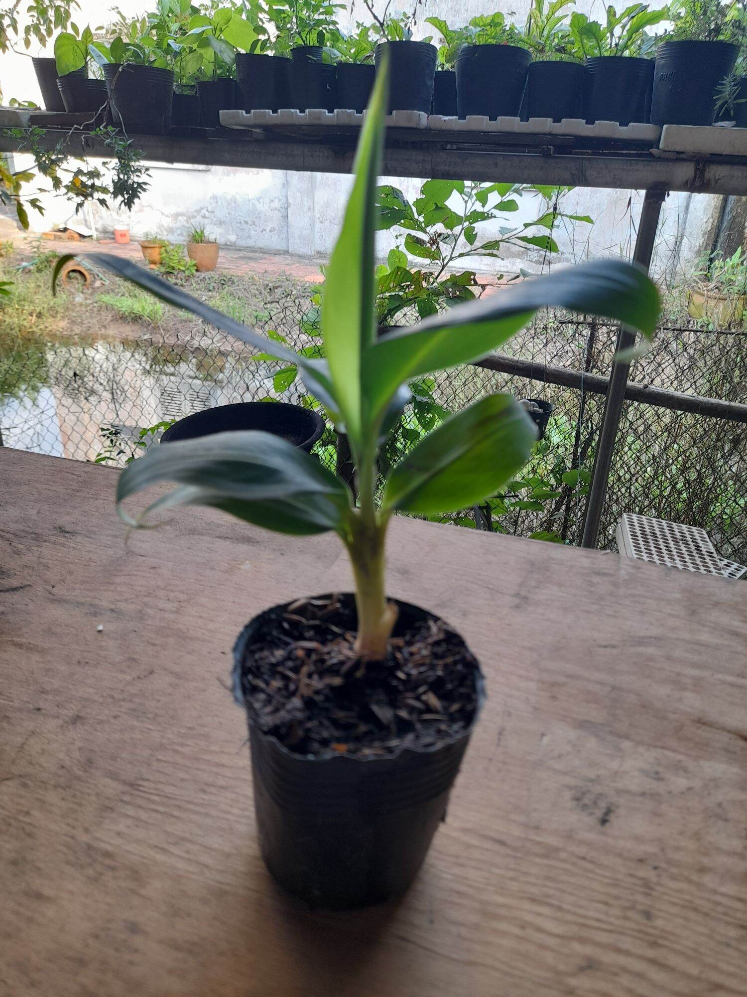 Chuối già LaBa (cây giống SaDec)