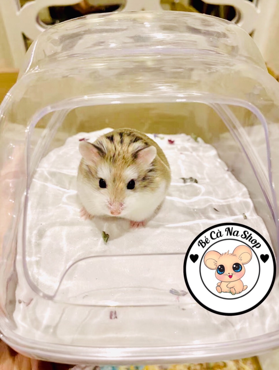 Cát tắm cho hamster ( thơm dai,cát trắng mịn) bao 1kg (bé cà na)