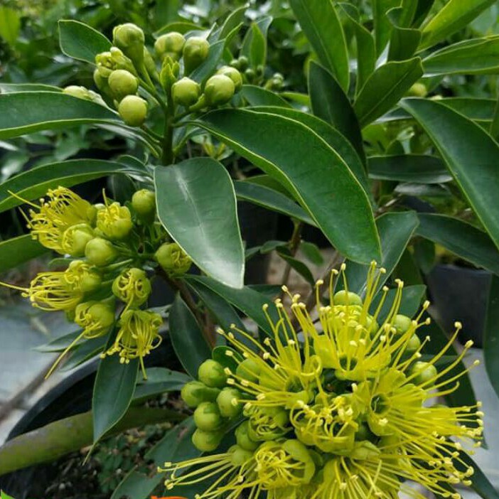 Chuyên cây giống--- Cây mai thái hoa vàng xanh