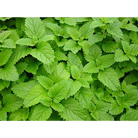 Chậu cây bạc hà chanh sả - lemon balm