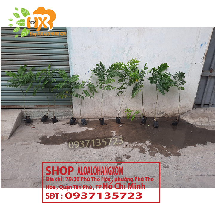 [HCM]combo 5 cây sưa đỏ -cây giống cao từ 15-35 cm