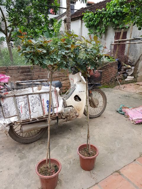 Cây hoa hồng thân gỗ (Tree Rose chọn màu)
