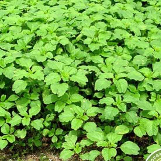 Hạt giống rau dền cơm/Gói 20gram-nãy mầm đều