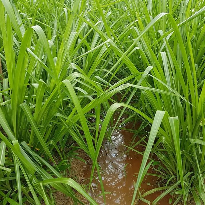 Hạt Giống Cỏ Paspalum - chịu ngập úng