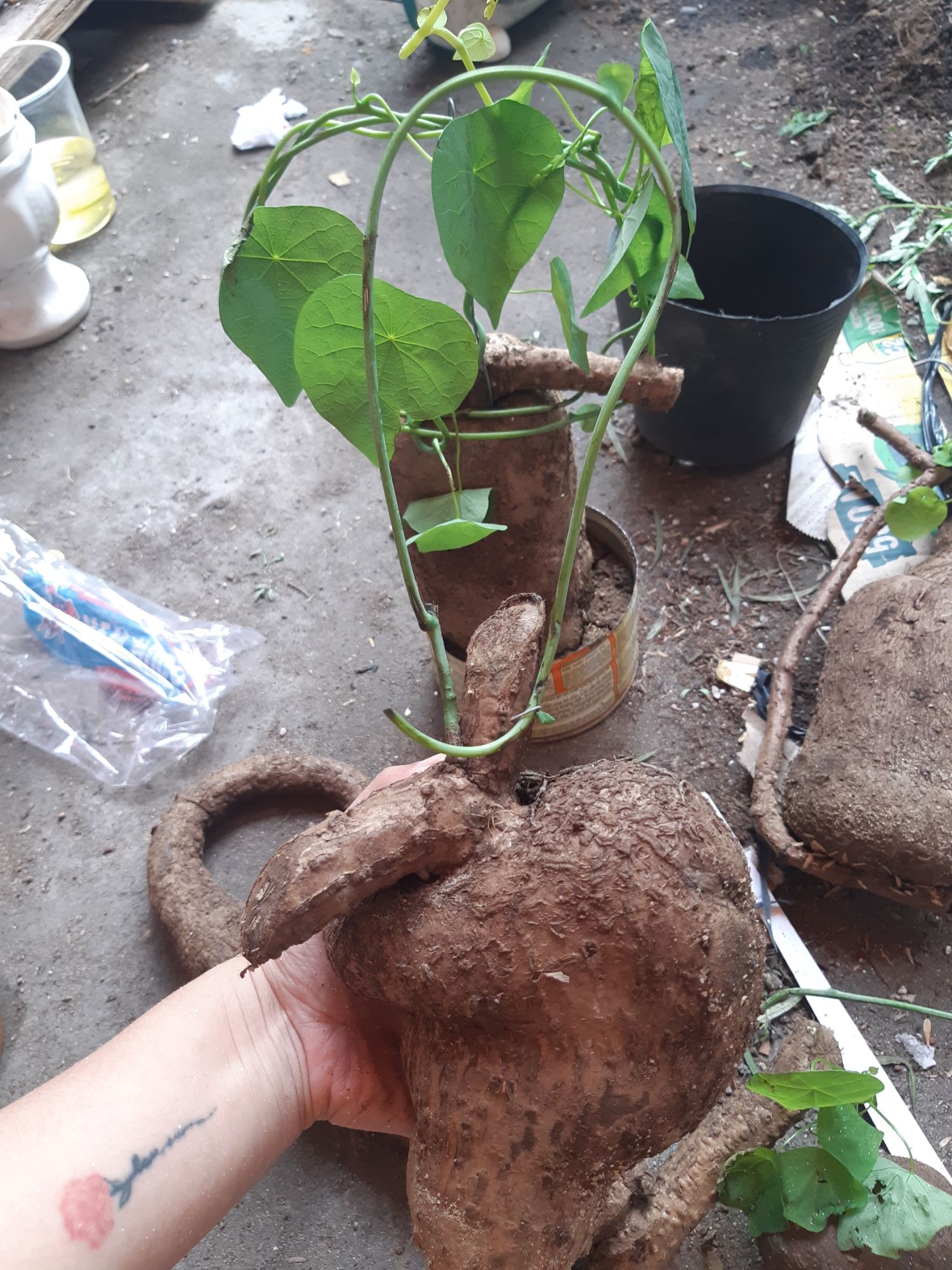 củ bình vôi