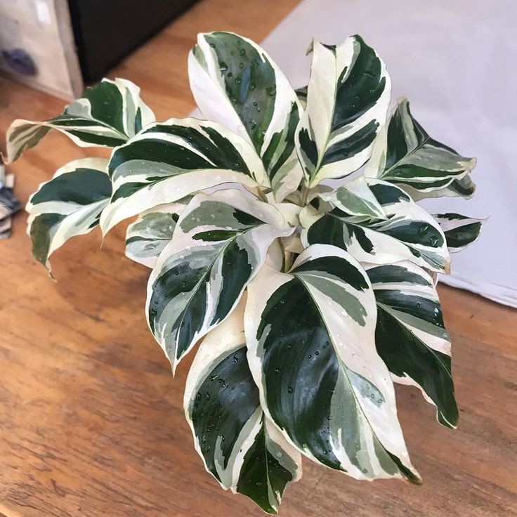 đuôi công cẩm thạch- calathea white fusion