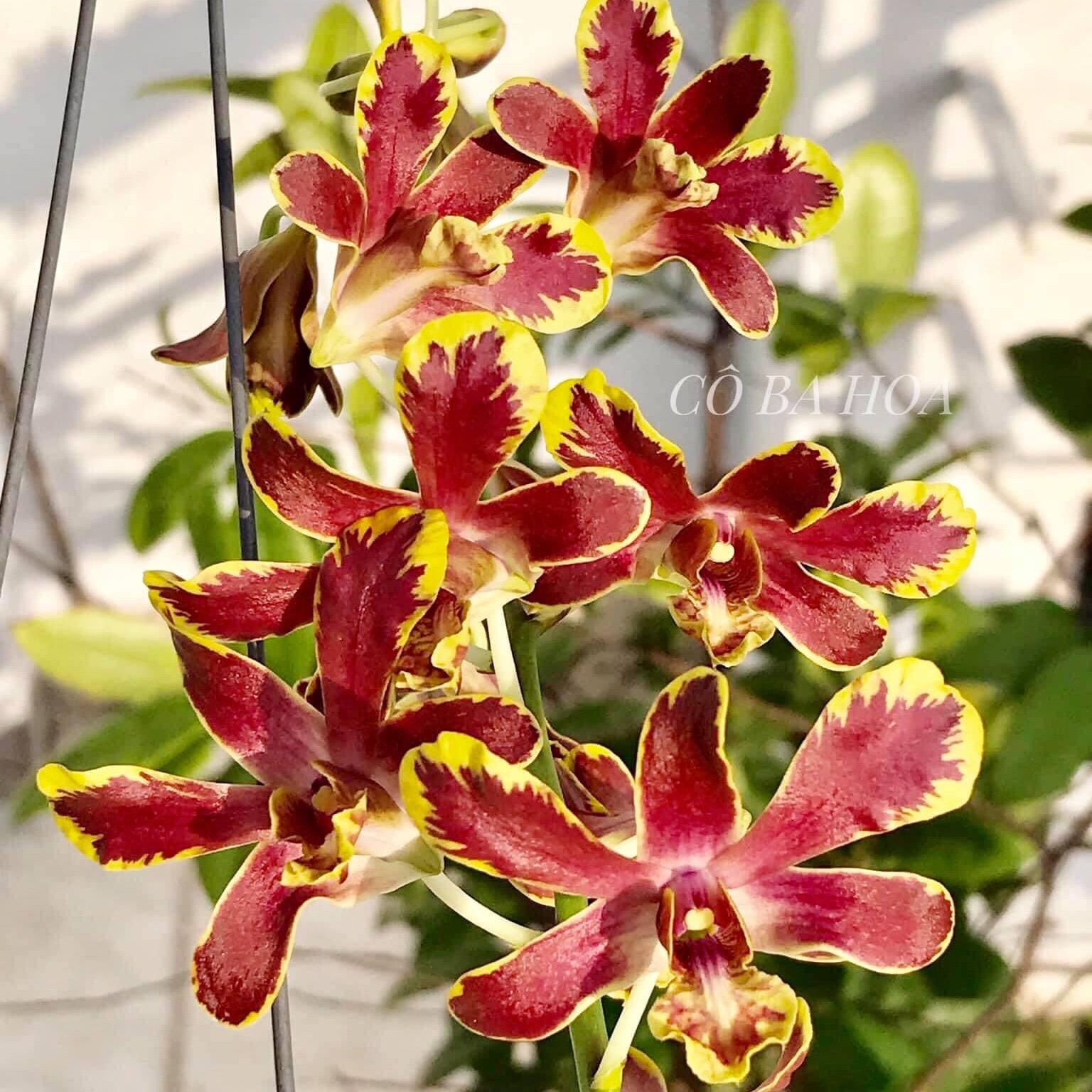 Hoa lan dendro chớp bịp - hoa thơm