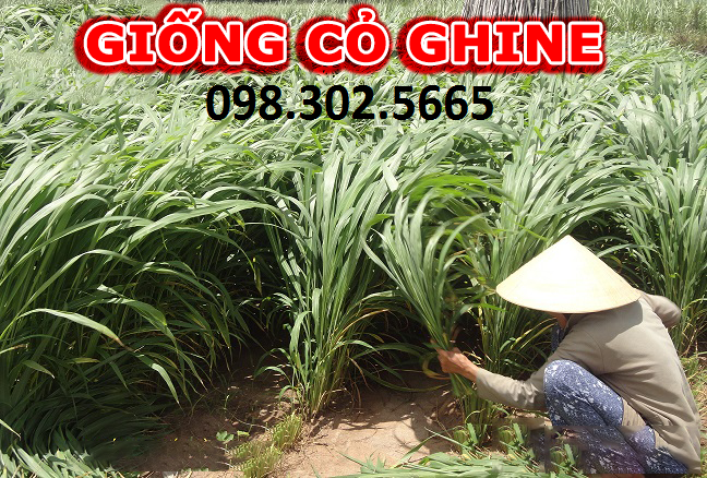 Hạt giống cỏ MOBASA GHINE - cỏ chăn nuôi 100g