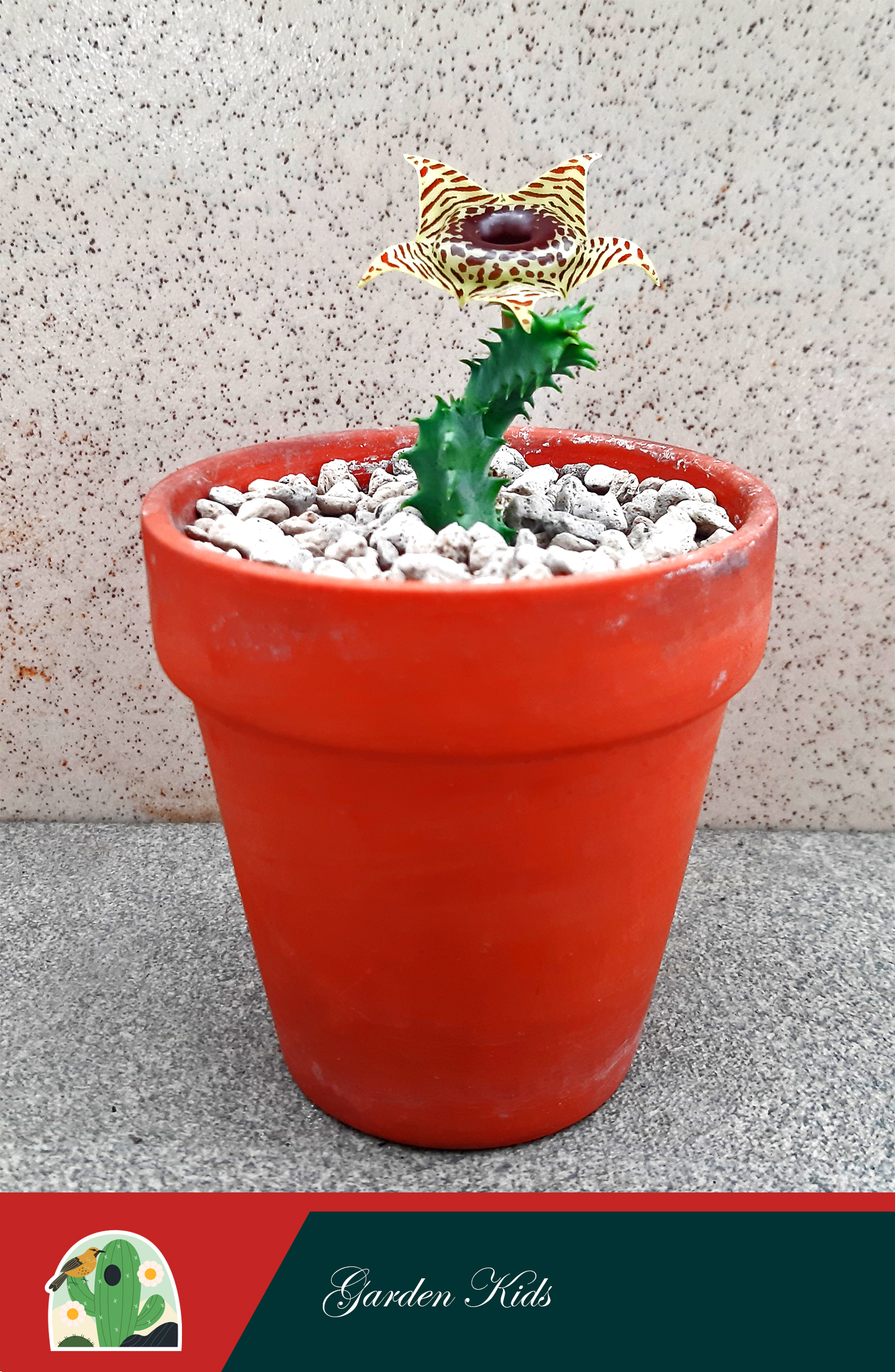 Xương rồng sao biển hoa vàng - đen (Huernia Zebrina)