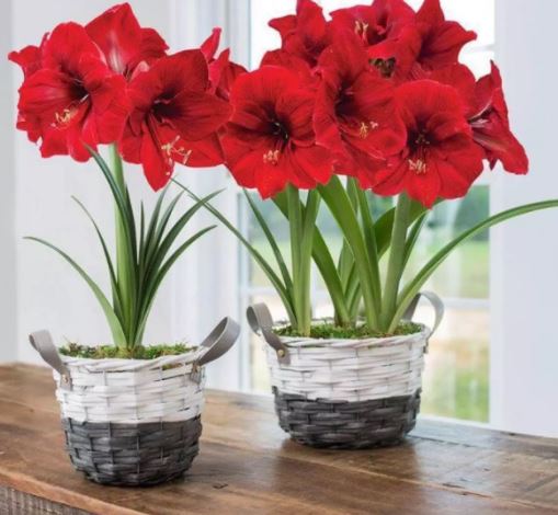 Củ lan huệ củ hoa loa kèn cho hoa màu đỏ nhung