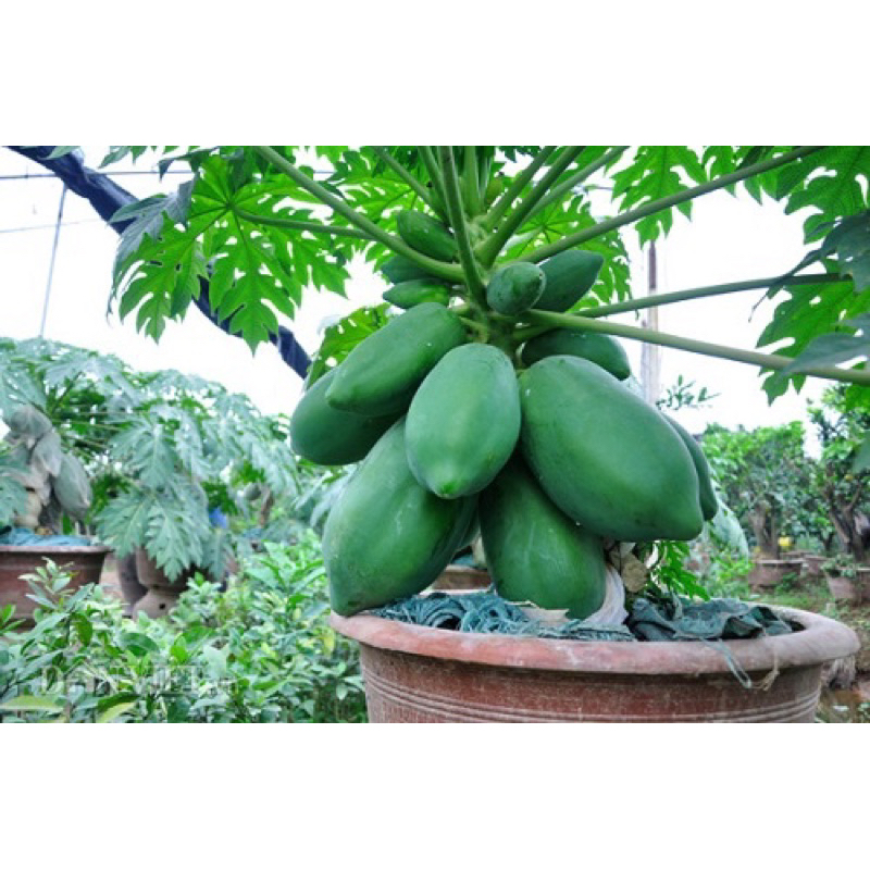 Cây giống đu đủ ruột đỏ
