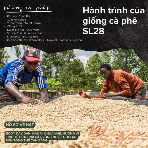[Premium] Cà Phê Blagu Hạt Đã Rang Kenya AA Plus - Light Medium - 250g