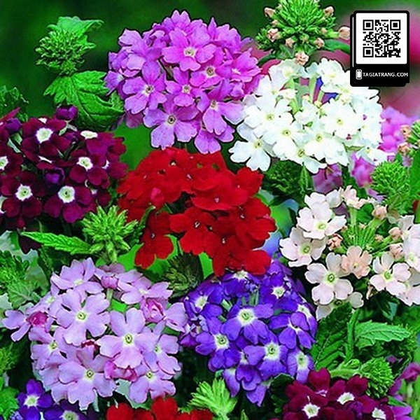 hạt giống hoa cúc indo