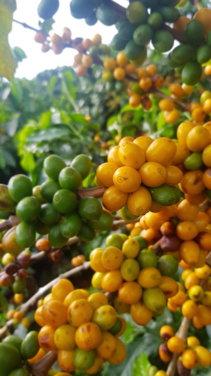 Cà Phê Nguyên Chất Baka - YellowBourBon