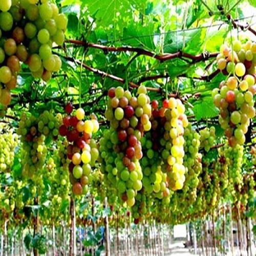 TOUR KẾT HỢP BÌNH BA NHA TRANG 3N3D