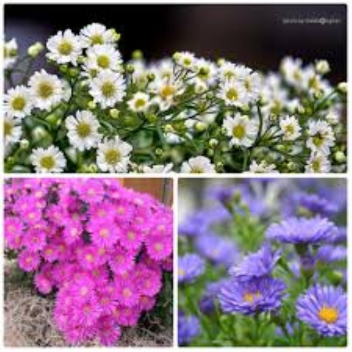 100 hạt giống hoa thạch thảo