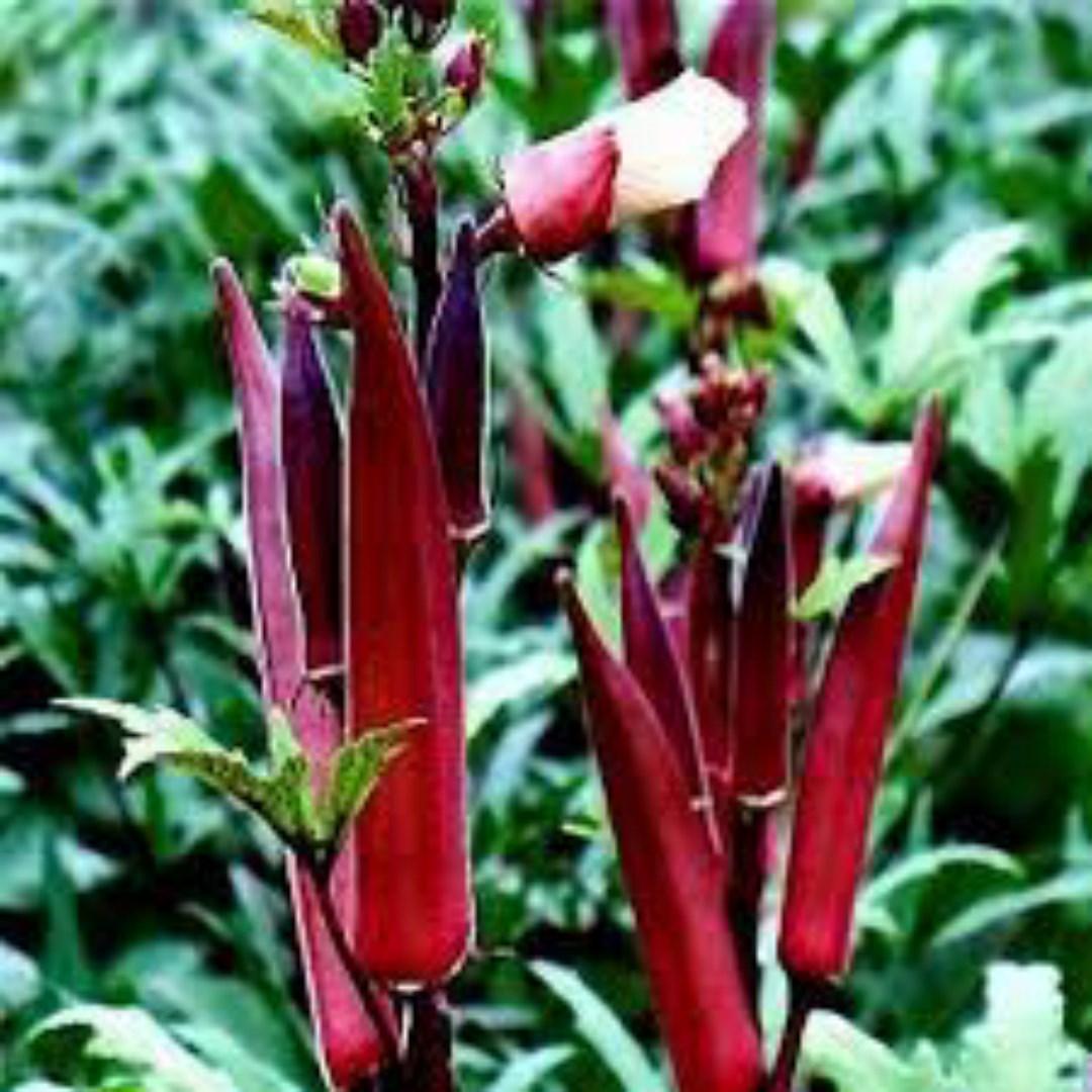 Hạt Giống Đậu Bắp Đỏ. Túi 5gram - Dễ Trồng - Năng Xuất Cao - Giá Khuyến Mại.